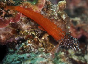 Schwarzkopf-Schleimfisch (Microlipophrys nigriceps), Schleimfisch, liegt auf einem Riff im Meer.