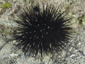 Ein schwarzer Seeigel (Arbacia lixula) mit langen Stacheln auf dem Meeresboden. Tauchplatz