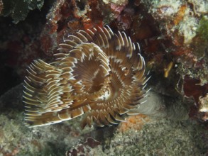 Eine braun-weiße Schraubensabelle (Sabella spallanzanii) breitet ihre Tentakel im Riff aus.