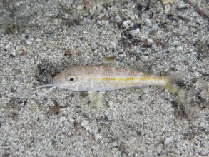 Ein kleiner gelb gestreifter Fisch, Streifenbarbe (Mullus surmuletus) juvenil, liegt still auf dem