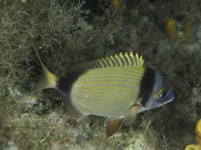 Ein gestreifter Fisch mit gelben Rückenflossen, Zweibindenbrasse (Diplodus vulgaris), befindet sich