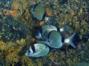 Ein Schwarm blau-grauer Fische, Zweibindenbrasse (Diplodus vulgaris), vor einer bunten Riffwand.