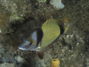 Ein Fisch mit gelben Flossen und Streifen, Zweibindenbrasse (Diplodus vulgaris), schwimmt über den