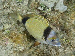 Eine Zweibindenbrasse (Diplodus vulgaris) mit buntem Muster schwimmt über den Meeresboden.