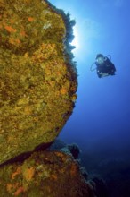 Unterwasserfoto von Taucherin betrachtet beleuchtet Unterwasserfelsen ist von Gelbe Krustenanemonen