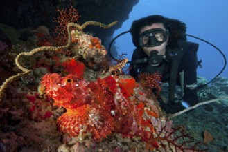 Unterwasserfoto von Taucherin betrachtet Fransen-Drachenkopf (Scorpaenopsis oxycephalus) Bärtiger