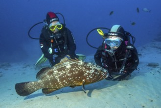 Unterwasserfoto von zwei Sporttaucher betrachten aus nächster Nähe Exemplar von neugieriger Brauner