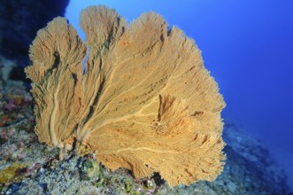 Unterwasserfoto von große Hornkoralle (Annella mollis) Fächerkoralle in tropsches Korallenriff,