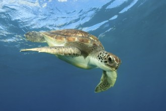 Unterwasserfoto von junge Grüne Schildkröte (Chelonia mydas) Suppenschildkröte schwimmt in blaues