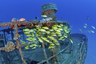 Unterwasserfoto von Wrack Schiffswrack Silver Star vor Nordküste von Mauritius, für Tauchsport