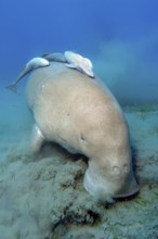 Unterwasserfoto Aufnahme aus nächster Nähe von Seekuh Gabelschwanzseekuh (Dugong dugong) frisst