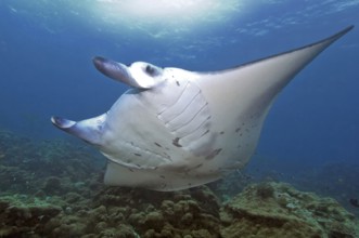 Unterwasserfoto von großer Teufelsrochen (Mobula birostris) Synonym Manta Mantarochen schwimmt an
