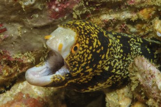 Unterwasserfoto Nahaufnahme von Exemplar von kleine Muränenart Sternfleckenmuräne (Echidna