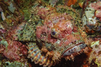 Unterwasserfoto Nahaufnahme von Fransen-Drachenkopf (Scorpaenopsis oxycephalus) liegt mit Mimese