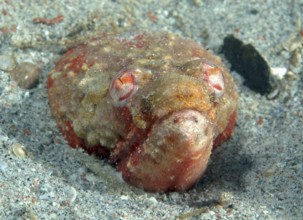 Unterwasserfoto Nahaufnahme von Kopf von Krokodilschlangenaal (Brachysomophis cirrocheilos) ragt