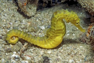 Unterwasserfoto Nahaufnahme von gelbes Tigerschwanz-Seepferdchen (Hippocampus comes) Seepferdchen,