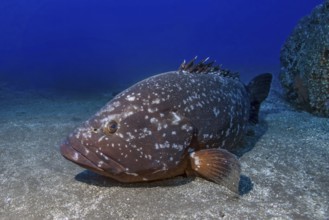 Unterwasserfoto von großes Exemplar von riesiger Brauner Zackenbarsch (Epinephelus marginatus)
