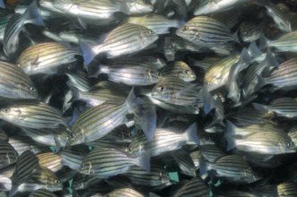 Unterwasserfoto Nahaufnahme von dichtgedrängter Schwarm Großaugenschnapper (Lutjanus lutjanus),