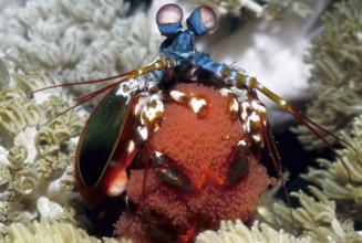 Unterwasserfoto Nahaufnahme von bunter farbenfroher Schmetter-Fangschreckenkrebs (Odontodactylus