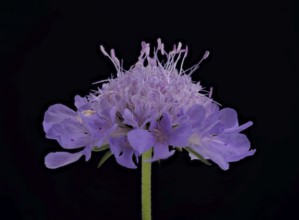 Tauben-Skabiose (Scabiosa columbaria), Blüte, Deutschland