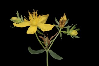 Echtes Johanniskraut (Hypericum perforatum), Pflanze, Blüte, Deutschland