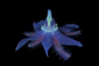 Borretsch (Borago officinalis) Boretsch Gurkenkraut, Pflanze, UV-Licht, Deutschland