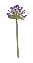 Kugelköpfiger Lauch (Allium sphaerocephalon), Blüte, Deutschland