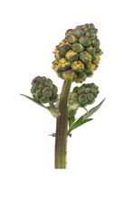 Kleiner Wiesenknopf Pimpernell (Sanguisorba minor), Pimpinelle, Blatt, Knospe, Deutschland