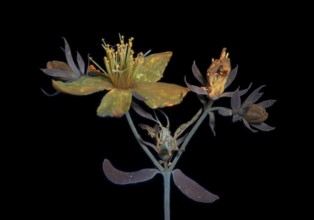 Echtes Johanniskraut (Hypericum perforatum), Pflanze, Blüte, UV-Licht, Deutschland