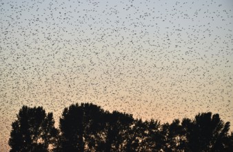 Stare, (Sturnus vulgaris), fliegen bei Sonnenaufgang auf dem Darß, Mecklenburg-Vorpommern,