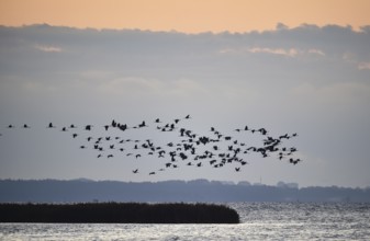 Kraniche, (Grus grus) fliegen bei Sonnenaufgang auf dem Darß, Mecklenburg-Vorpommern, Deutschland