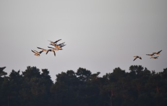 Graugänse (Anser anser) fliegen bei Sonnenaufgang auf dem Darß, Mecklenburg-Vorpommern, Deutschland