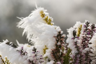 Ice crystals from roarfrost on a winter-flowering heather (Erica carnea) branch at sunshine in