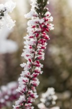 Ice crystals from roarfrost on a winter-flowering heather (Erica carnea) branch at sunshine in