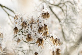 Ice crystals from roarfrost on Amur maple (Acer tataricum subsp. ginnala) seeds at sunshine in