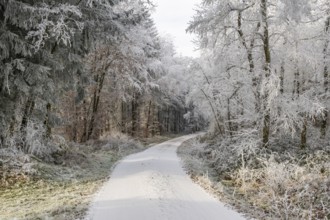 Forest road going through a mixed forest white from roarfrost on a sunny day in winter, Bavaria,