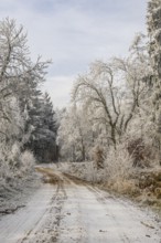 Forest road going through a mixed forest white from roarfrost on a sunny day in winter, Bavaria,