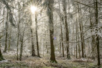 Mixed forest with norway spruce (Picea abies) and European beech (Fagus sylvatica) white from