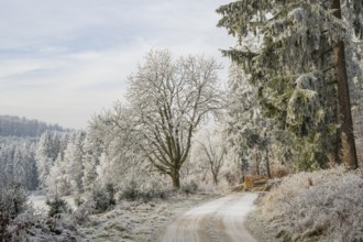 Forest road going through a beautiful landscape with forest, meadows and bushes, white from