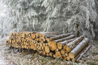 Piled up felled tree trunks in a forest white from roarfrost on a sunny day in winter, Bavaria,