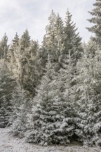 Norway spruce (Picea abies) white from roarfrost, on a sunny day in winter, Bavaria, Germany