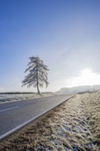 European larch (Larix decidua) standing beside a road with hoarfrost on the branches at sunshine in