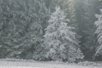 Norway spruce (Picea abies) white from roarfrost, on a sunny day in winter, Bavaria, Germany