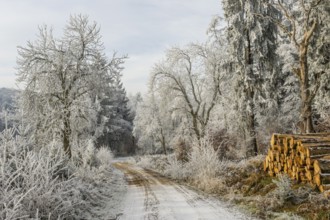 Piled up felled tree trunks beside a forest road going through a mixed forest white from roarfrost