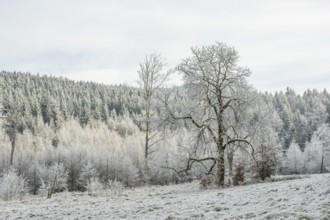 Meadow in a valley surrounded by a mixed forest with norway spruce (Picea abies) and European beech