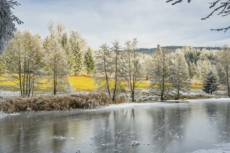 A frozen pont in a valley surrounded by a mixed forest with norway spruce (Picea abies) and