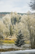 A frozen pont in a valley surrounded by a mixed forest with norway spruce (Picea abies) and