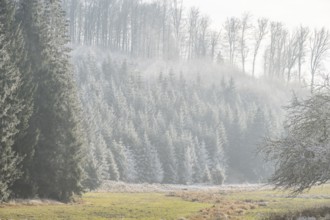 Meadow in a valley surrounded by a mixed forest with norway spruce (Picea abies) and European beech