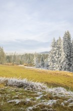 Meadow in a valley surrounded by a mixed forest with norway spruce (Picea abies) and European beech