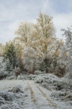Forest road going through a beautiful landscape with forest, meadows and bushes, white from